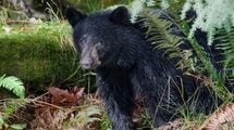だから｢人食いグマ｣は絶対に駆除しなければならない…｢人間は怖くない｣と学んだ新世代が街に出現する絶望