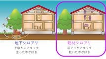 プロには外から見ただけでわかる…全国にジワジワ拡大する"外来シロアリ"が住み着いた家の"小さな兆候"