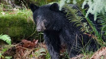 だから｢人食いグマ｣は絶対に駆除しなければならない…｢人間は怖くない｣と学んだ新世代が街に出現する絶望