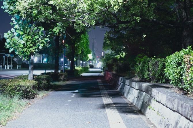 街灯に照らされた歩道に生い茂る木々
