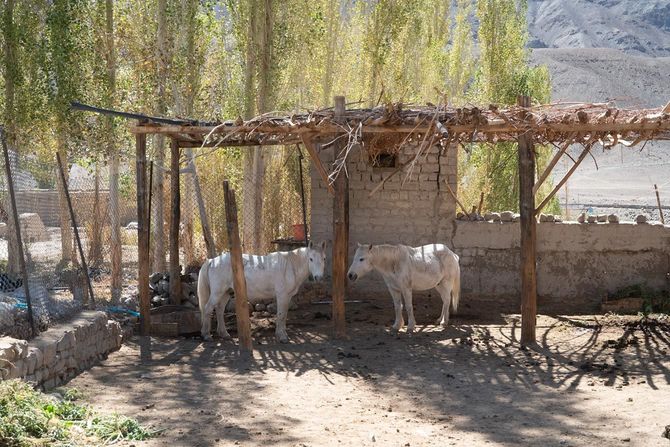 セクモルスクールの馬