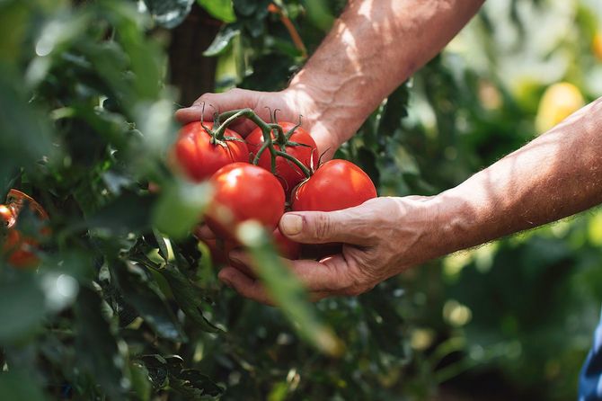 収穫したトマトを持つ手