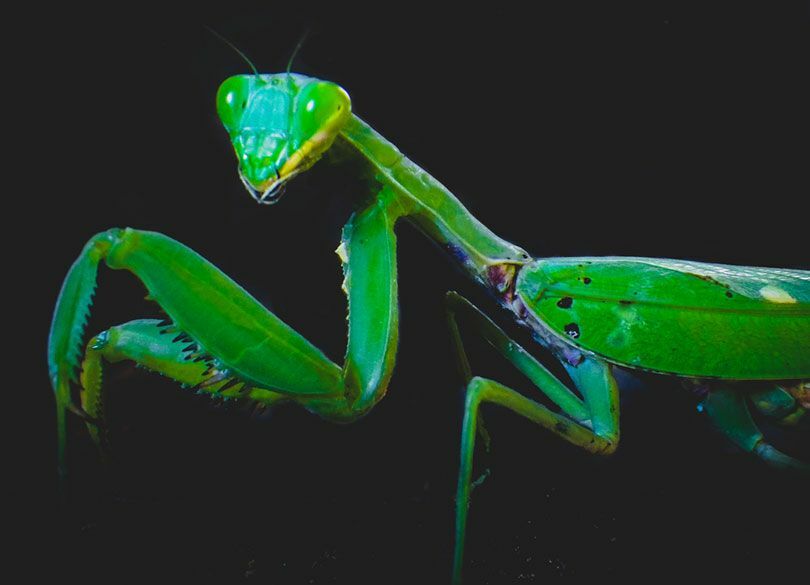 香川照之「飢えたカマキリが美しい理由」 人生で大切な事は昆虫に学んだ