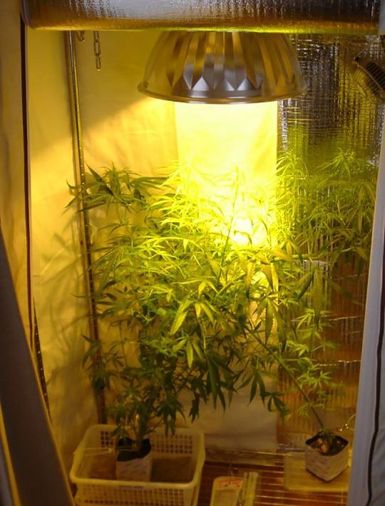 ナトリウムランプを使用して栽培された大麻