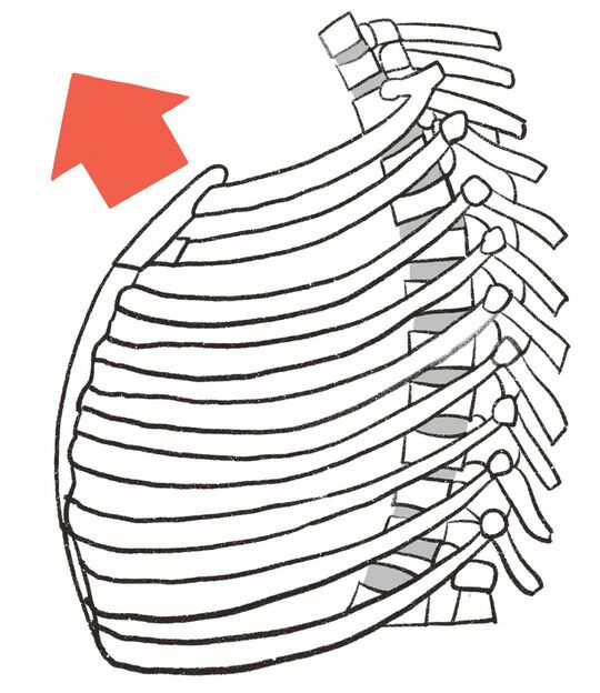 胸骨とその周辺の骨格