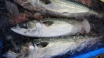 なぜ日本のサバは｢小さくてイマイチ｣になったのか…こだわる店ほど国産よりノルウェー産に変わった理由