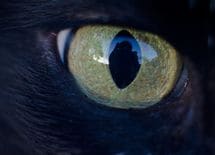 なぜ「相手の目を見て話す」と損するか？