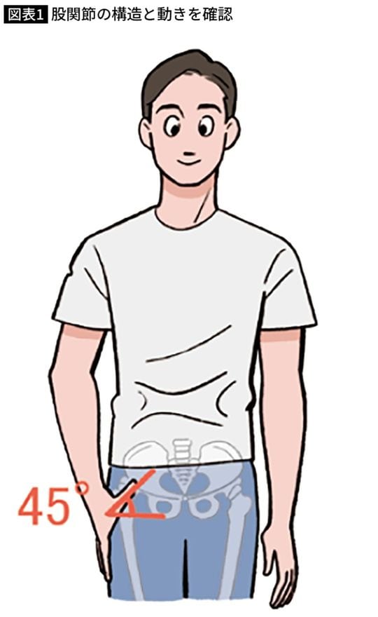 股関節の構造と動きを確認