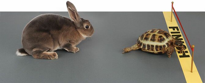 ウサギとカメのレース