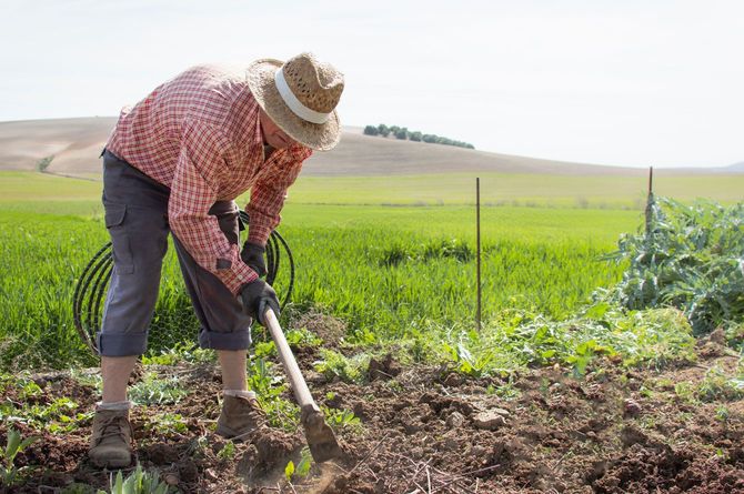 麦わら帽子をかぶって畑を耕すお爺さん