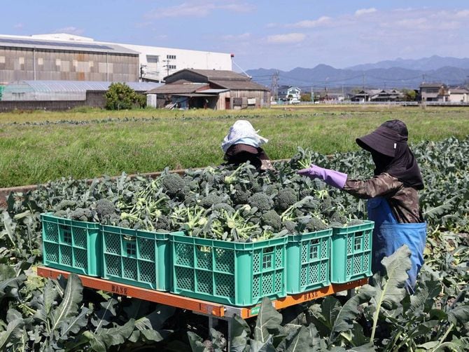 熊本の生産法人・BASEスタッフによる収穫の様子