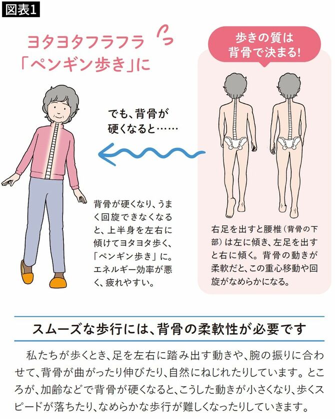 【図表1】背骨が固くなってくると、エネルギー効率の悪い「ペンギン歩き」になってしまう
