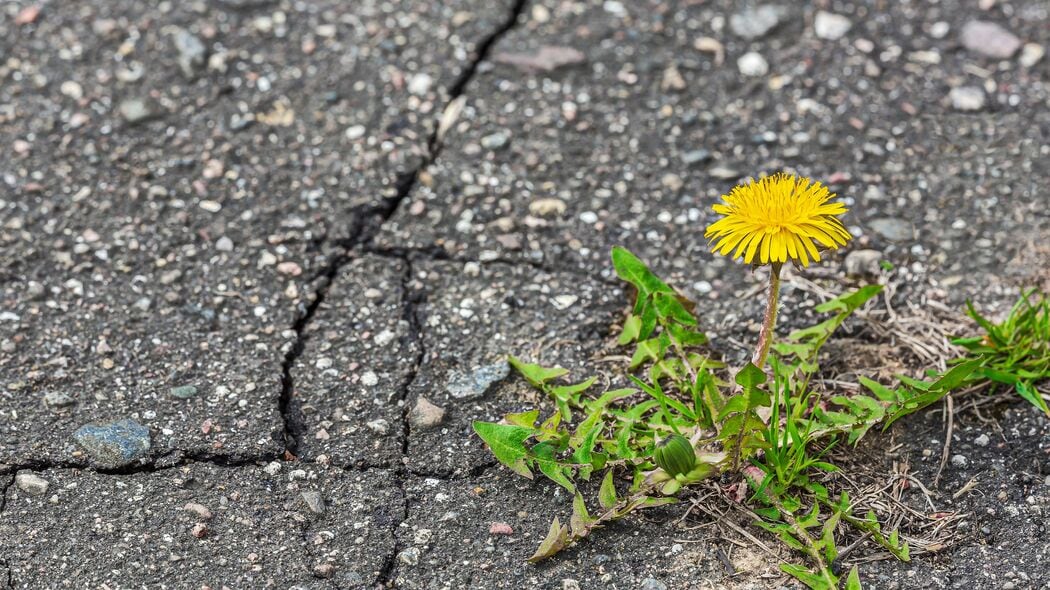 ｢雑草魂=がむしゃらに頑張る｣ではない…植物学者が解説する｢タンポポがアスファルトでも育つ｣本当の理由