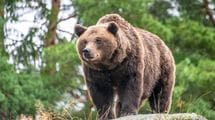 だから冬眠の時期でもクマ問題は終わらない…｢危険な田舎｣と｢安全な都会｣の絶対に埋まらない意識の差