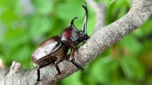 ｢カブトムシを火葬してお葬式をあげる｣申込数12倍…昆虫葬の1匹あたりの意外なお値段