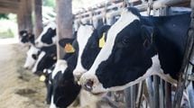 牛乳は捨てるほど余っているのに､なぜ値上げなのか…平均所得1000万円超の｢乳牛農家｣をめぐる深い闇