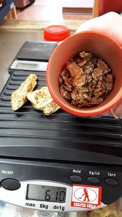 仲間が採ったゴールドの計量