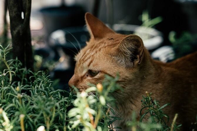 草むらの猫