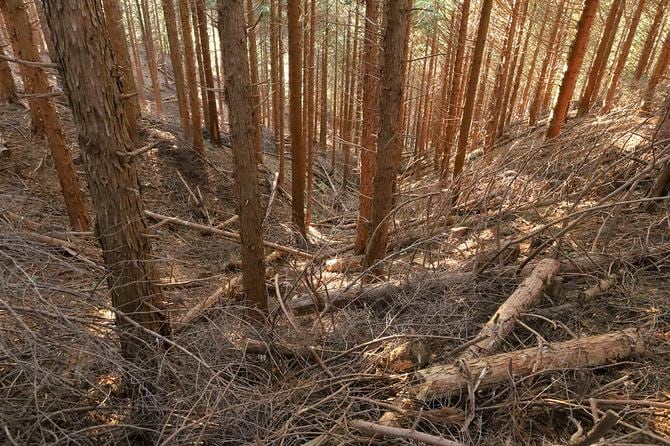 元は自然の谷状地形だがしっかりと掘削されている