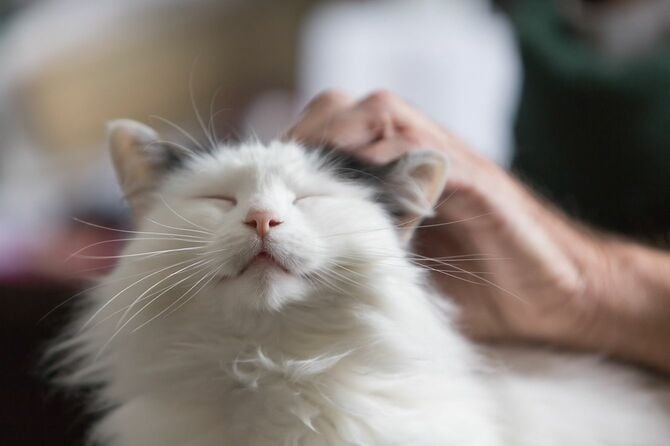 なでられる猫