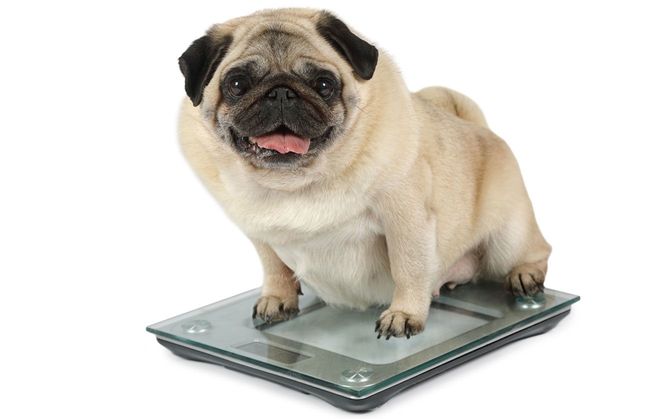 体重計に乗る犬