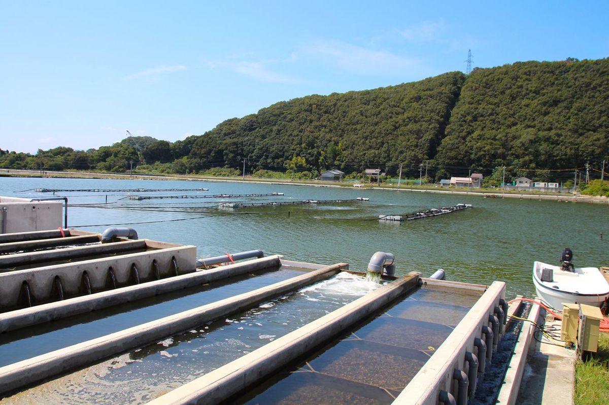 手前の中間育成機「フラプシー」で育てた稚貝を、奥の養殖池でさらに大きく育てる