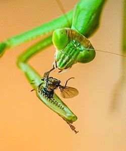 香川照之 飢えたカマキリが美しい理由 人生で大切な事は昆虫に学んだ 2ページ目 President Online プレジデントオンライン