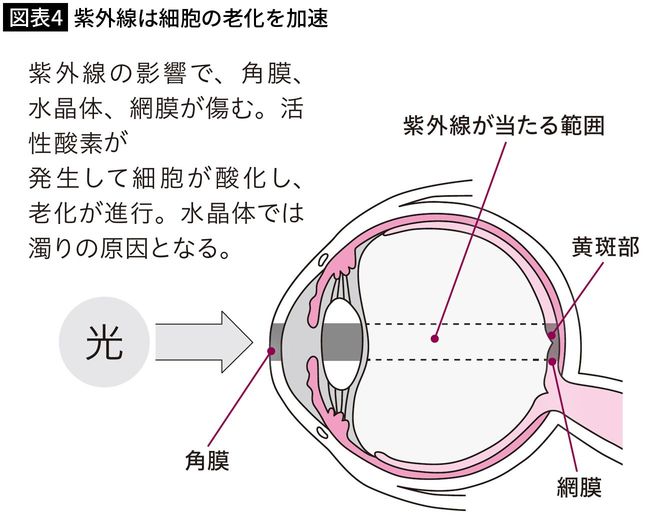 【図表4】紫外線は細胞の老化を加速