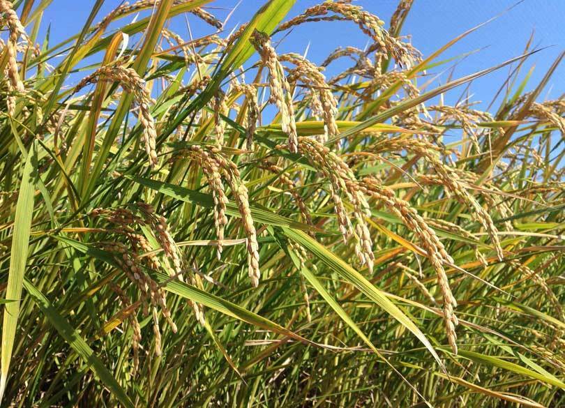 食べるだけで花粉症が治る「スギ花粉米」の現在