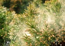 「花粉の大量飛散」が景気に悪影響なワケ