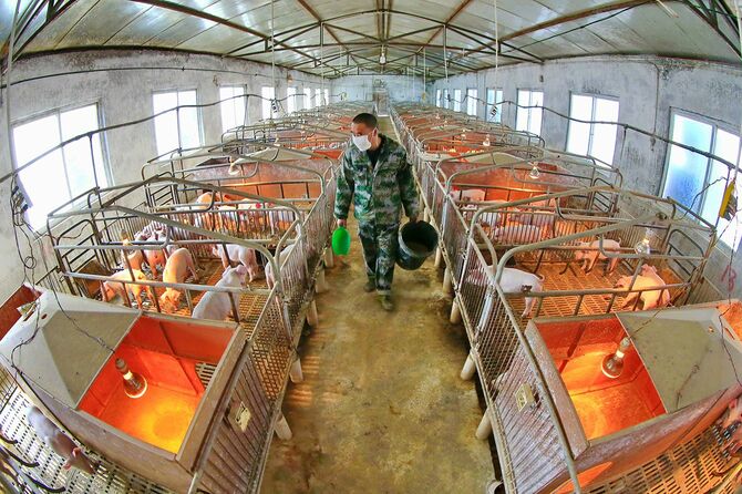 中国四川省綏寧市の豚舎で子豚に餌を与える作業員＝2020年2月21日