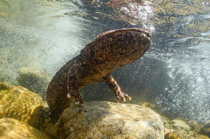 気性が荒く､牙も鋭いのに､殺処分には特別な許可が必要…固有種を食べ