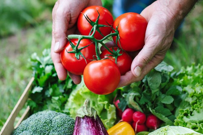 野菜の種類は20種類を超えた