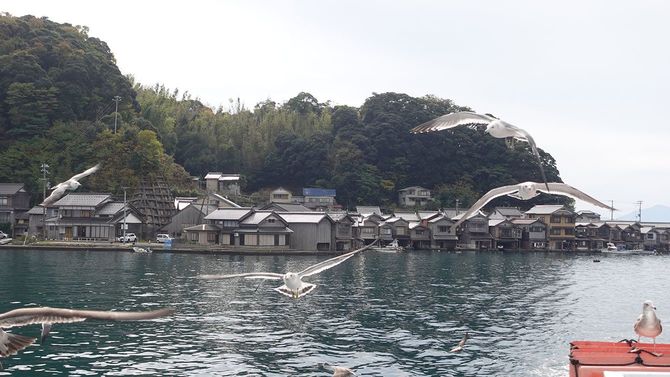 遊覧船から眺める「伊根の舟屋」。船に寄り添うようにかもめが飛び交う