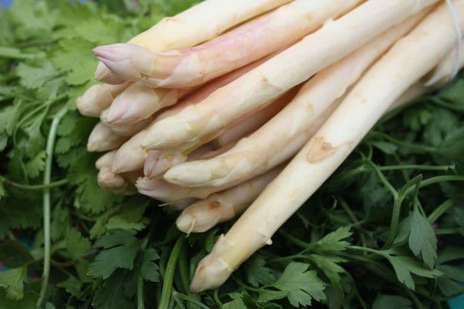 ホワイトアスパラガス