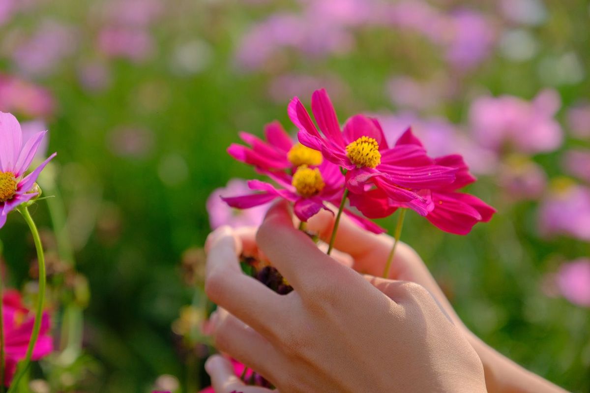 コスモスの花を持つ人