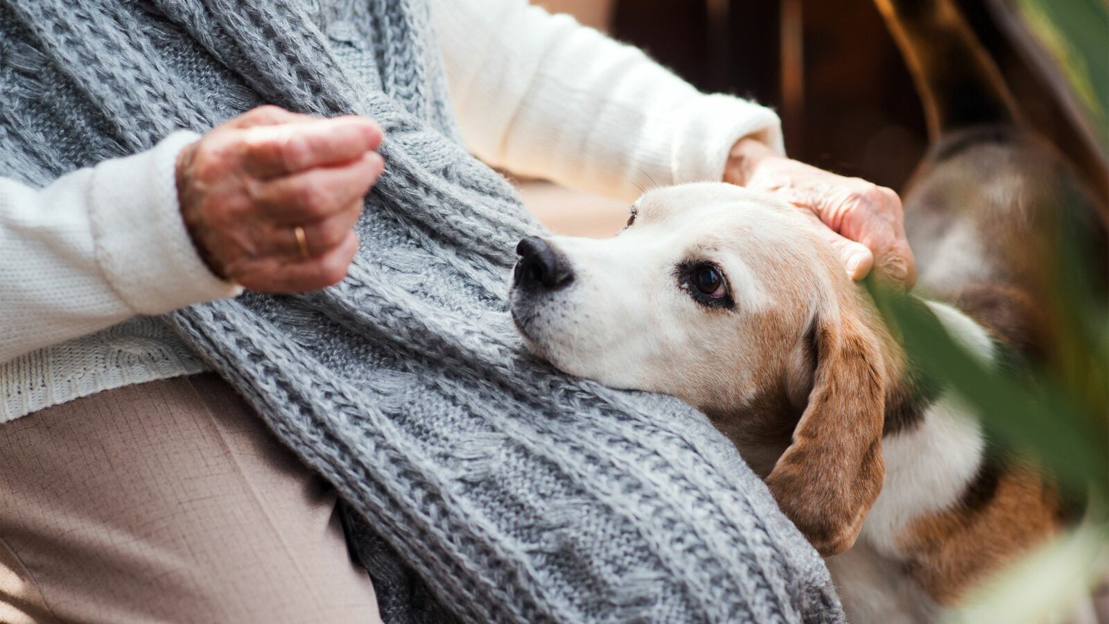 近所から怒声や苦情が殺到…｢犬の認知症｣で夜鳴きが止まらなくなった愛犬に80代女性が下した苦渋の決断【2023編集部セレクション】 日本中に広がる"ペット老老介護"の大問題