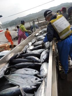 一本釣り漁船が漁獲したカツオの水揚げ（宮城・気仙沼）