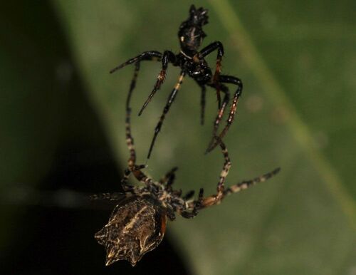 【写真2】近づいて来た雌を脚でなだめる（出典＝『カラー版 クモの世界　糸をあやつる8本脚の狩人』）