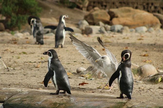 浜辺にいるペンギンとカモメ