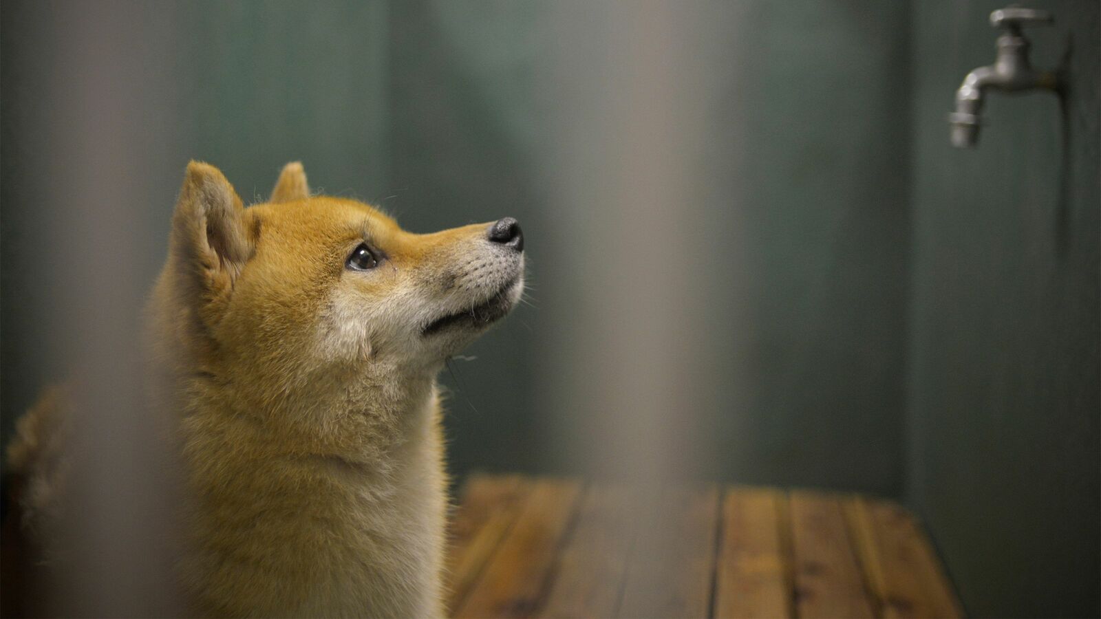 ｢大谷翔平の犬｣が悪徳業者のターゲットに…どれだけ可愛くても｢ミックス犬｣を買うべきではない理由 人間のエゴのために､犬を犠牲にしていいのか