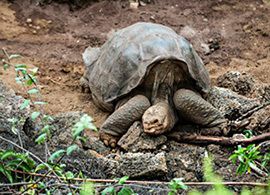 トカゲ・ヘビ・カメは、オス抜きで子がつくれます