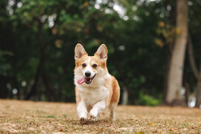 元気なペットのコーギー犬