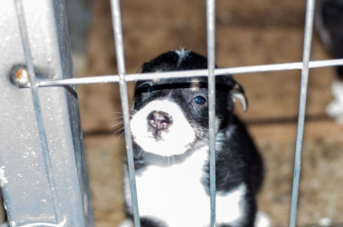 動物保護施設のケージの中からこちらを見つめる子犬