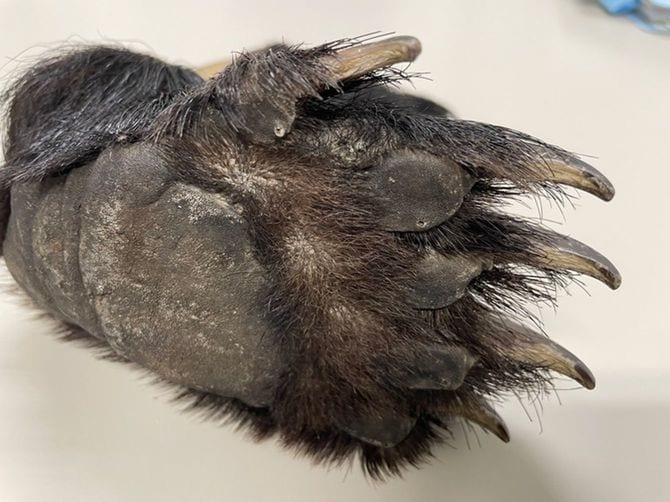 クマの爪は鋭いだけでなく、とても長い