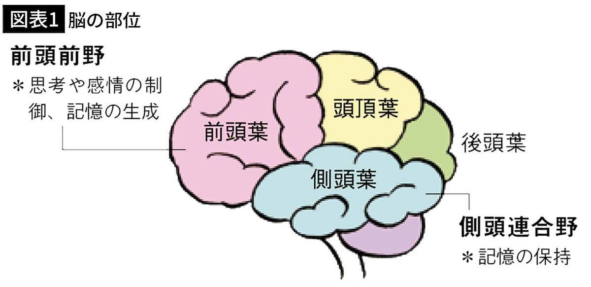 【図表1】脳の部位