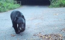 ｢顔のほとんどを失う事態｣になる人も…｢対処する暇もない｣クマに襲われた人々のその後と生死を分ける防御姿勢