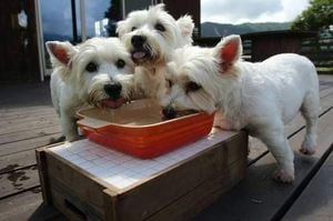 元気だったころのみるく、みんと、ちょこれーと