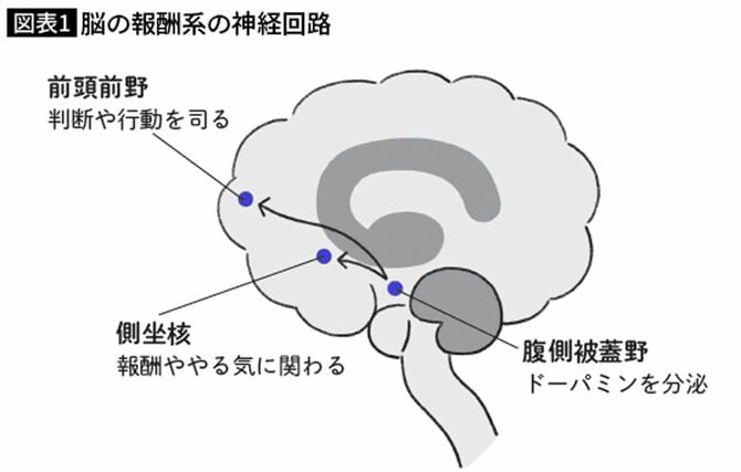 脳の報酬系の神経回路