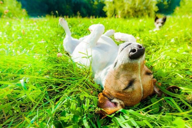 公園の草地でへそ天になって寝転んでいるわんこ